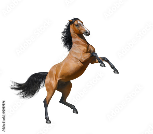 Bay stallion rearing - isolated on a white background
