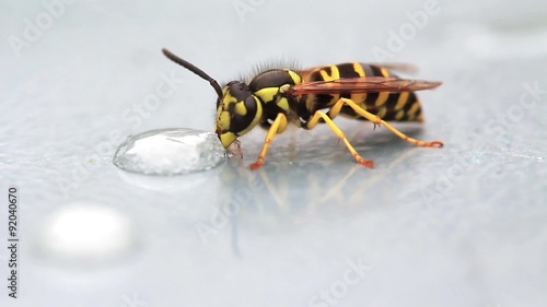 Yellowjacket wasp frantically eats liquid sugar droplet. Vespula spp., likely V. pennsylvanica. photo