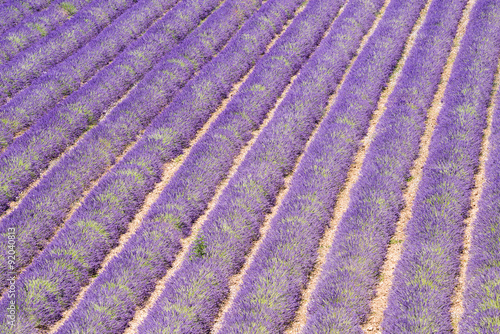 Detail of a beautiful lavender filed in Provence  France 