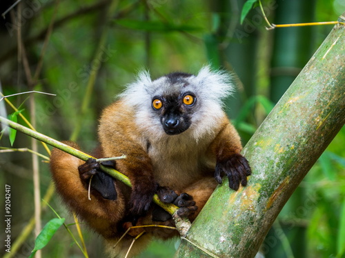 Portrait of a lemur. Madagascar. Funny pictures.