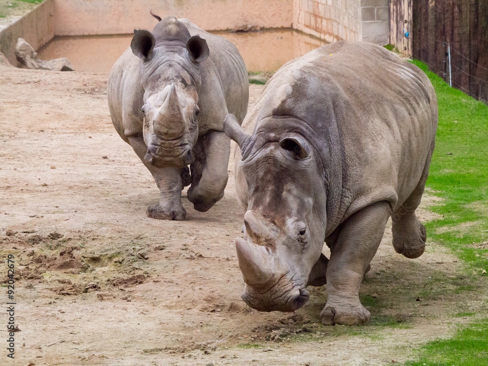 Gigantes en movimiento. Rinocerontes corriendo en el zoo de Madrid. Gigantes en movimiento. Rinocerontes corriendo en el zoo de Madrid.