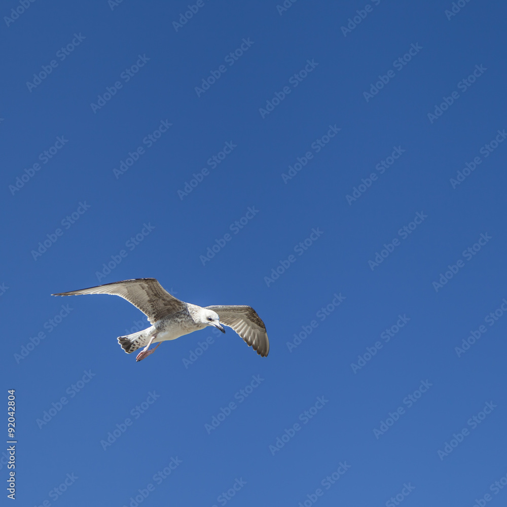 Obraz premium A seagull in flight isolated on blue sky background
