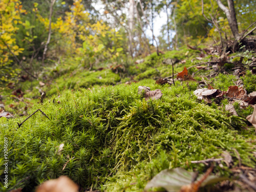 moss in autumn forest- shallow depth of field