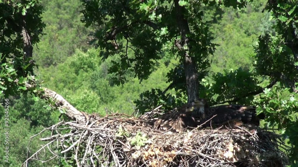 Imperial eagle feed chicks in the nest. Juvenile eagles eating small mammal in the nest. Imperial eagle feed chicks in the nest. Juvenile eagles eating small mammal in the nest.