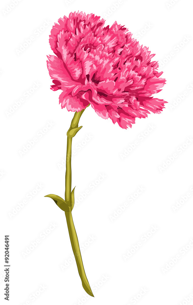 Beautiful pink carnation with the effect of a watercolor drawing isolated on white background. Hand-drawn with effect of drawing in watercolor