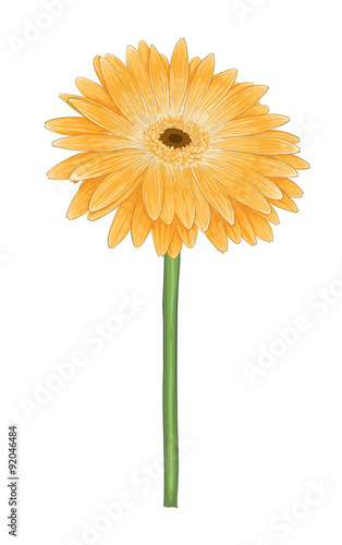 beautiful bright yellow gerbera with watercolor effect isolated on white background