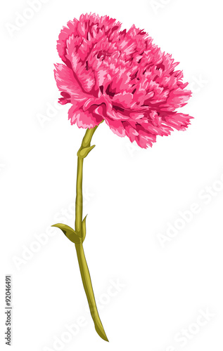 Beautiful pink carnation with the effect of a watercolor drawing isolated on white background. Hand-drawn with effect of drawing in watercolor