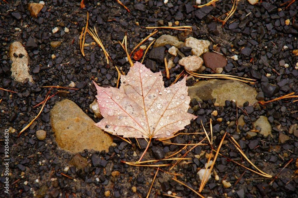 Autumn leaf covered with water drops lying on the ground among pine needles and rocks.