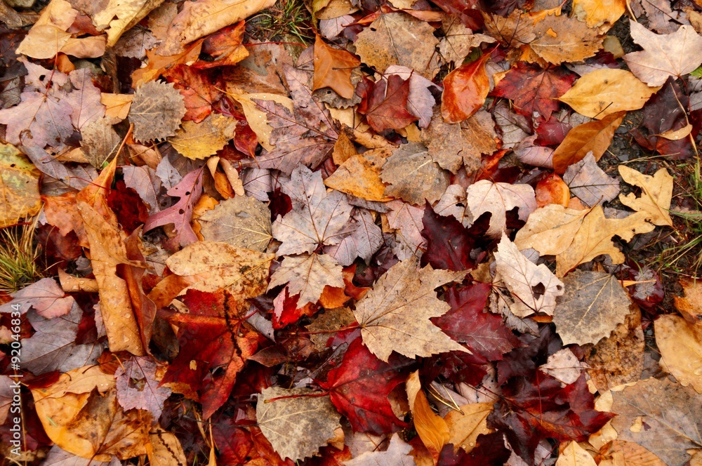Red, brown and yellow autumn leaves covered with water drops lying on the ground. Red, brown and yellow autumn leaves covered with water drops lying on the ground.