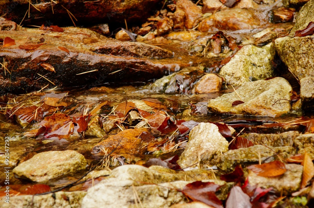 Autumn creek in the forest with brown leaves and pine needles lying in the water.