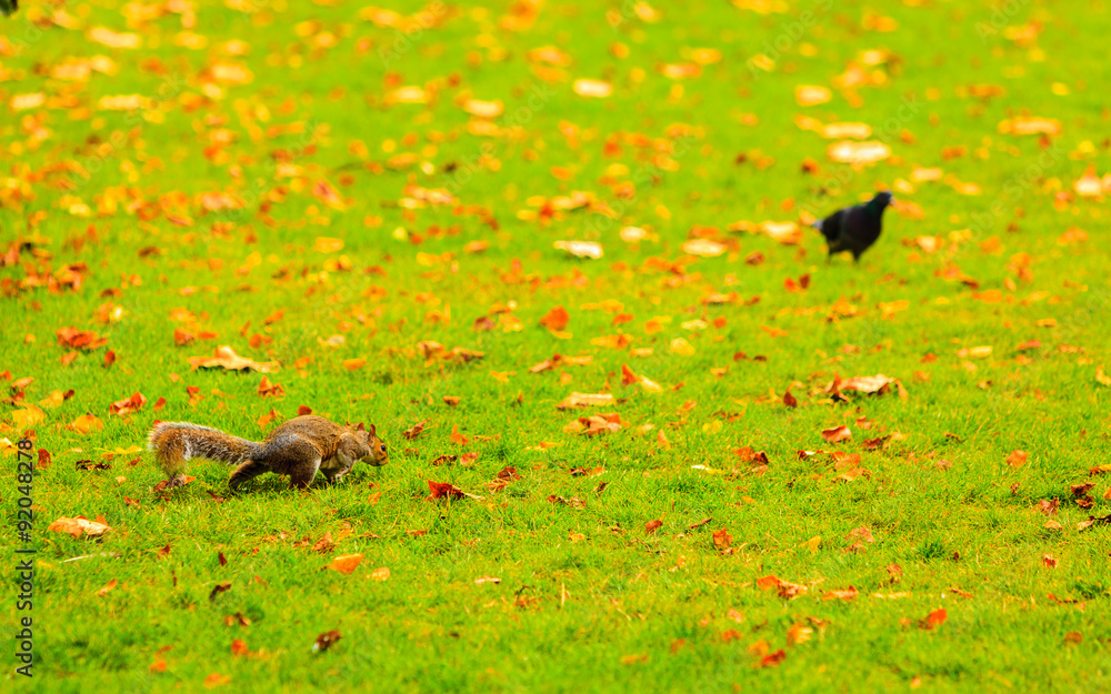 Obraz premium grey squirrel in autumn park
