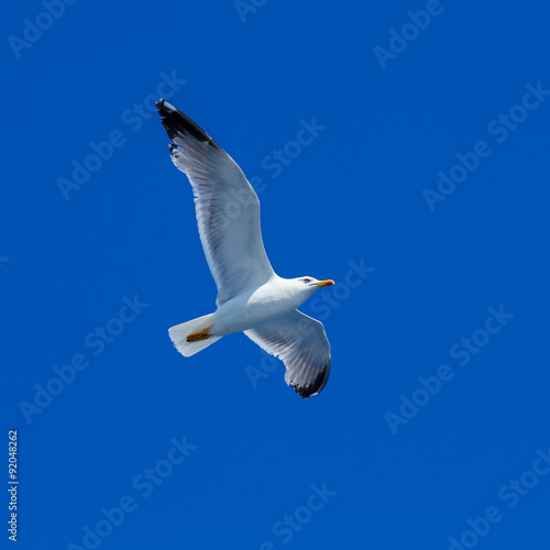 Flying Sea Gull in Blue Sky