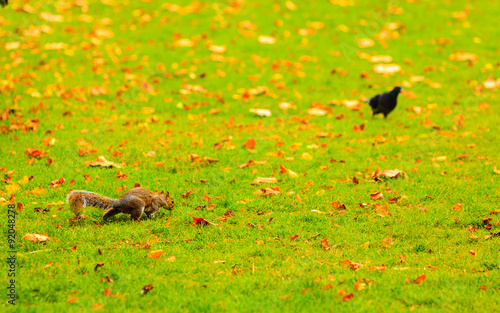 grey squirrel in autumn park