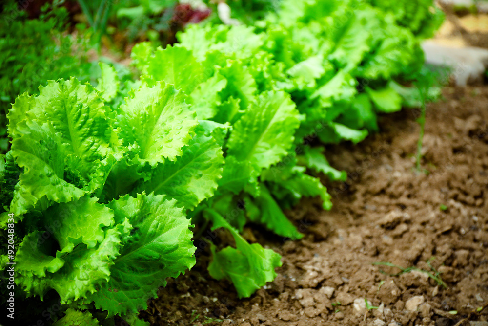 Bed of lettuce Bed of lettuce