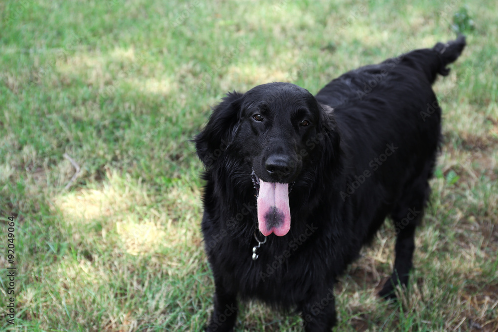Portrait of big black dog over green grass background
