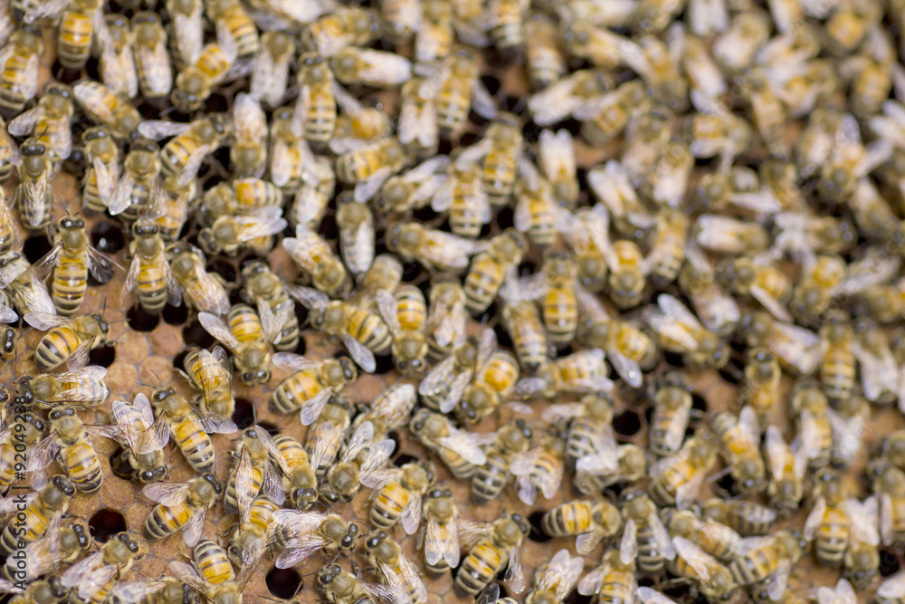 Stock Photo:.Close up of bees in a beehive on honeycomb Stock Photo:.Close up of bees in a beehive on honeycomb