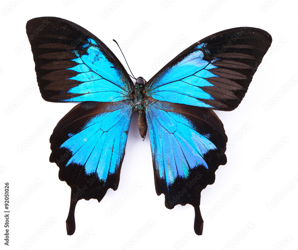 Naklejka premium Colorful butterfly isolated on white