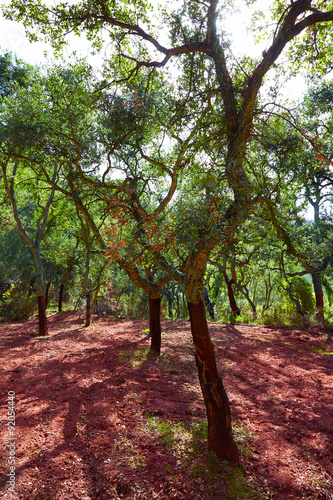 Castellon alcornocal in Sierra Espadan cork trees