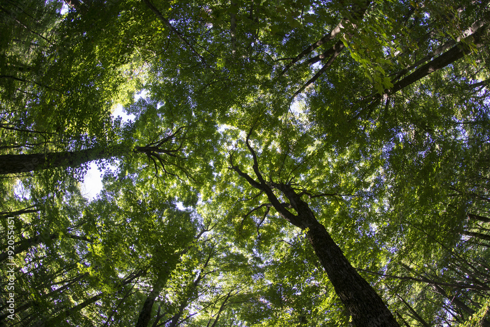 Obraz premium Forest Canopy Shot With Fish Eye Lens