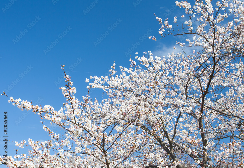 Beautiful cherry blossom sakura with nice blue sky