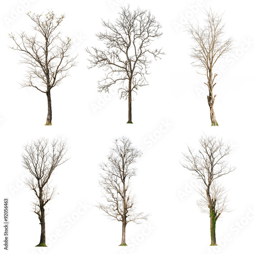 set of Dead tree isolated with white background