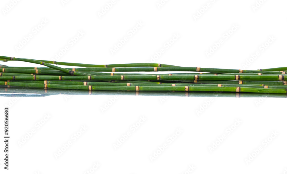 Fototapeta Bamboo stalks