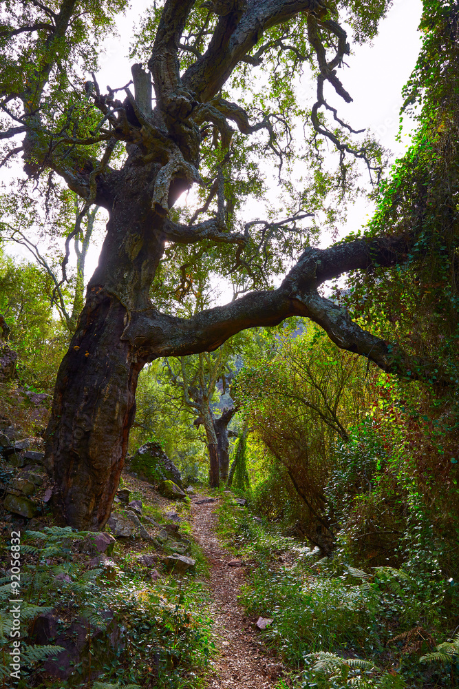 Fototapeta premium Castellon alcornocal in Sierra Espadan cork trees
