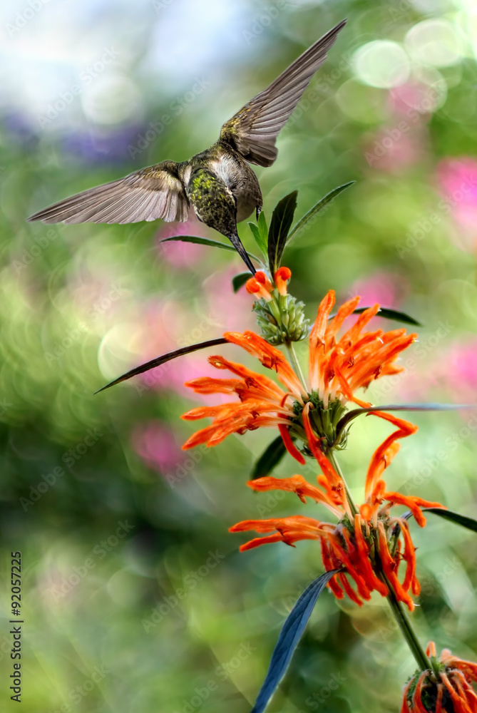 Fototapeta premium Hummingbird over Blurred Summer Background