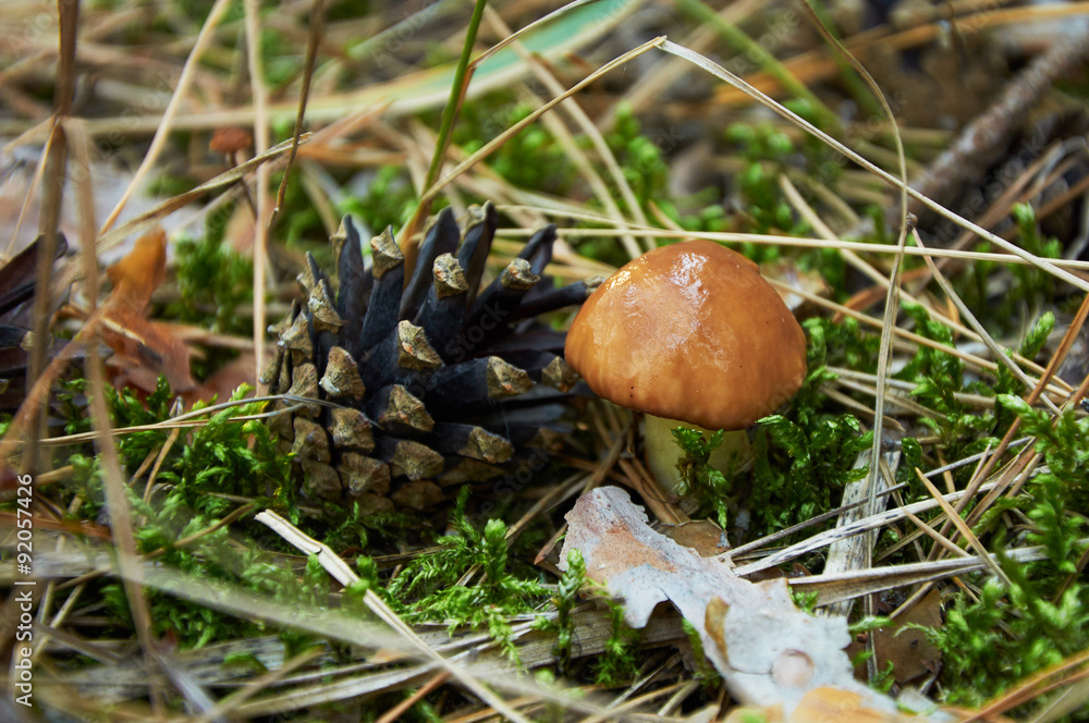 Small Suillus luteus mushroom Small Suillus luteus mushroom