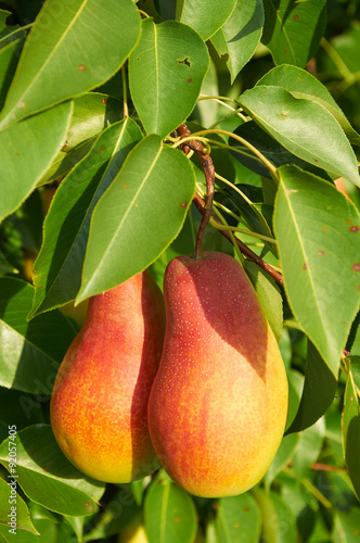 Two big ripe pear on the tree