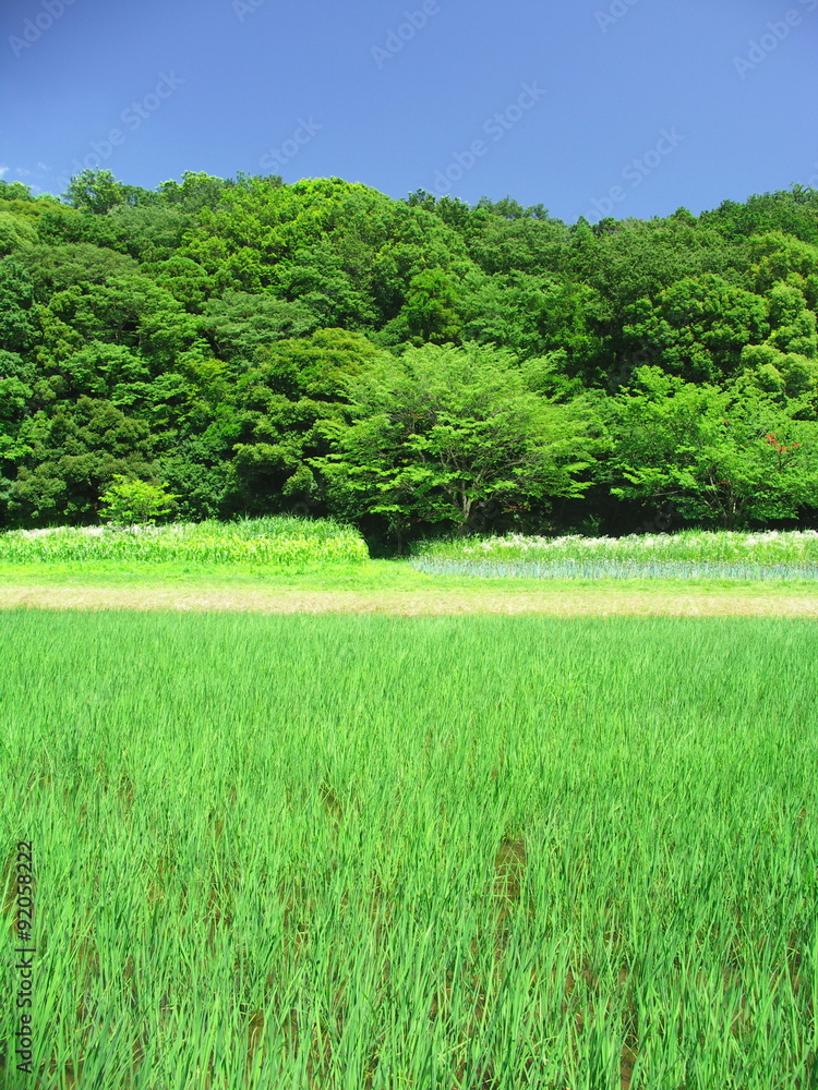 Obraz premium 初夏の田んぼ風景