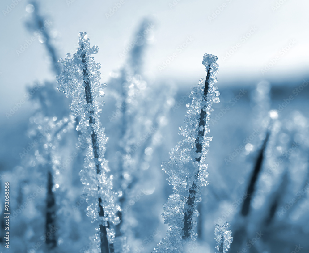 Frozen grass close up. Nature background. Frozen grass close up. Nature background.
