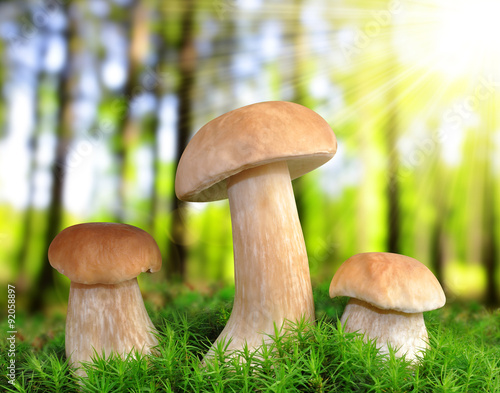 Edible mushroom ( Boletus edulis ) in forest