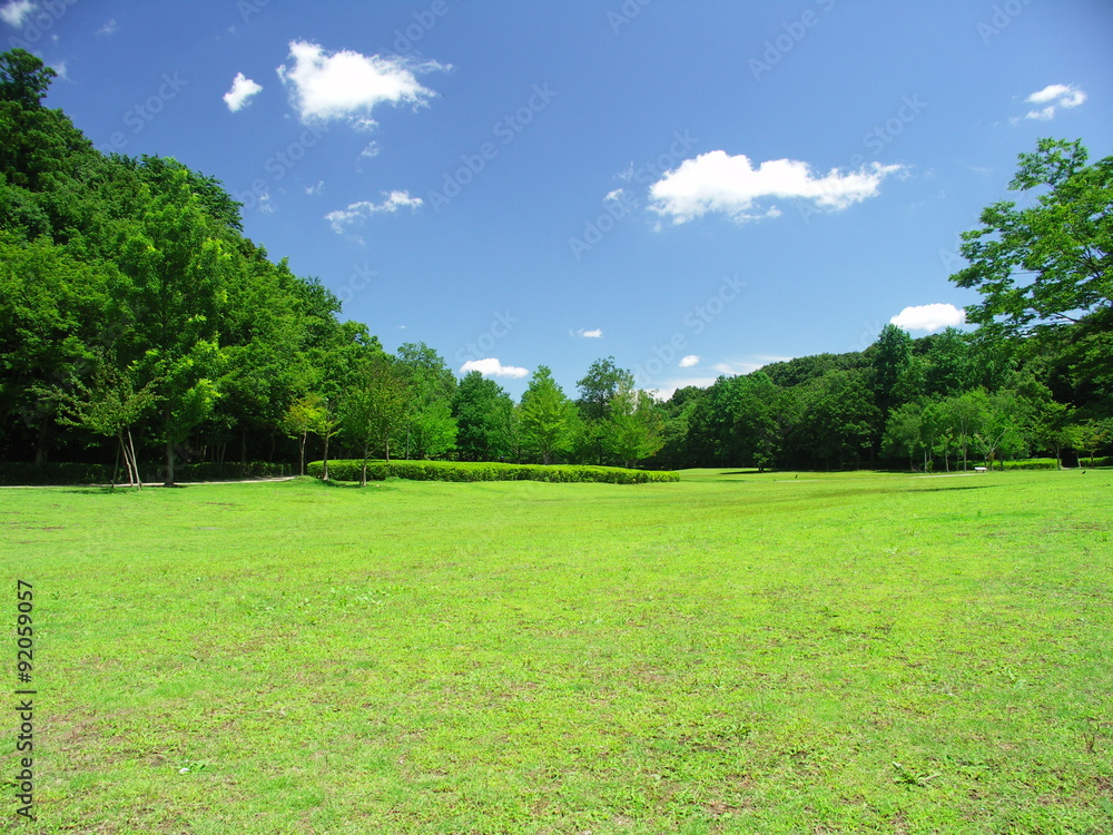 初夏の草原と林