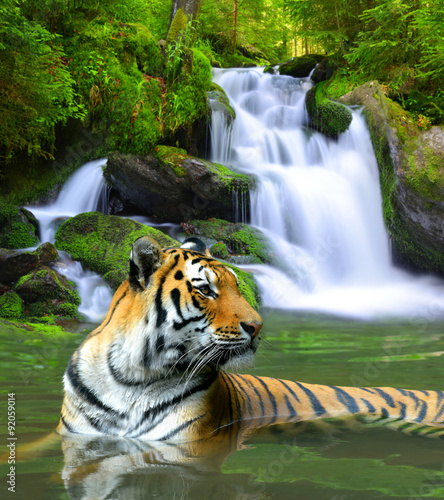 Siberian Tiger in water © vencav