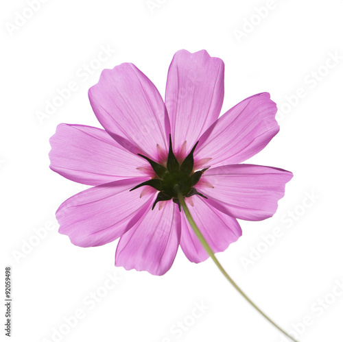 pink cosmos on white background © Looker_Studio