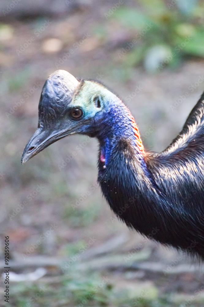 Naklejka premium Young Cassowary