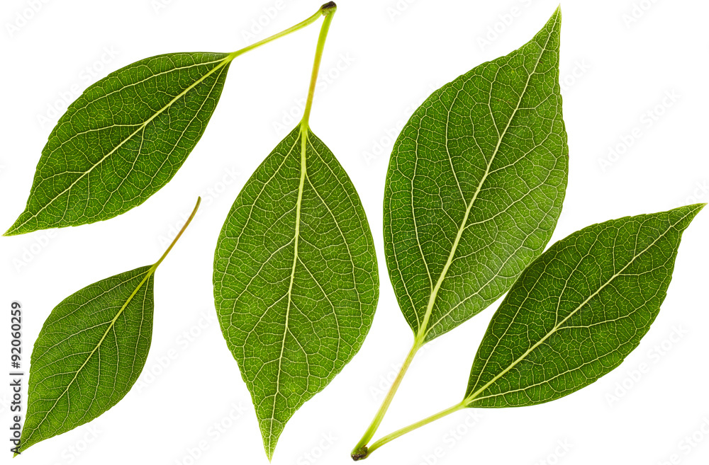 Naklejka premium Green leaves in set