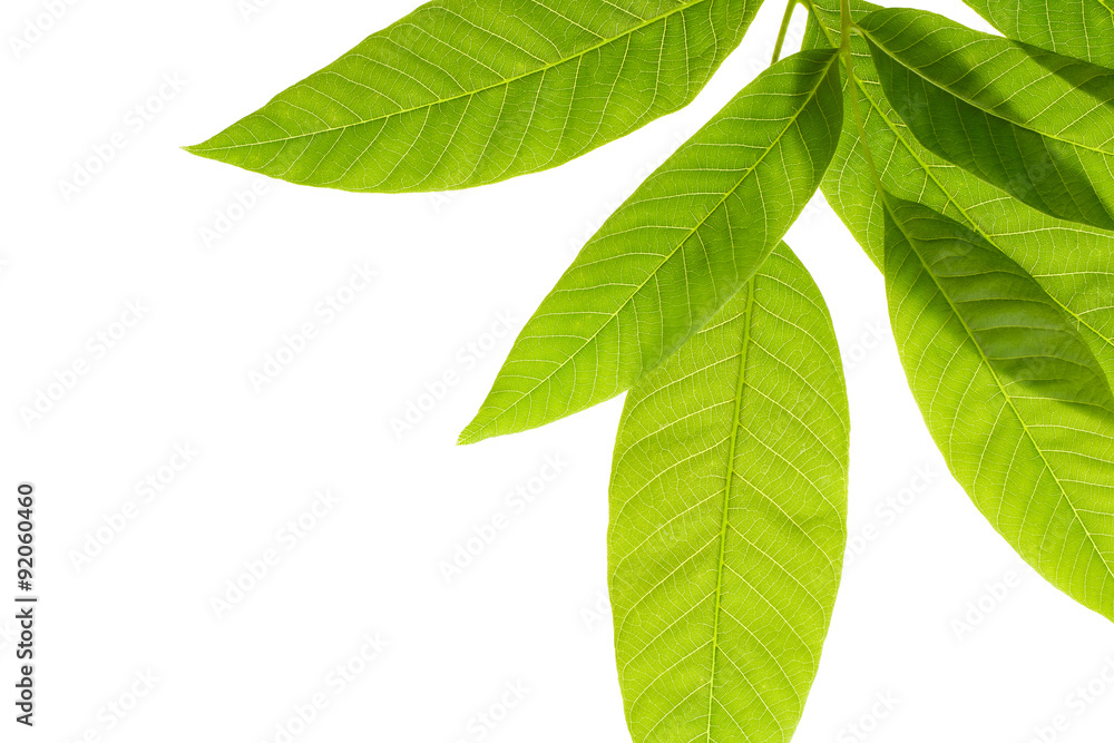 Leaves of walnut tree Leaves of walnut tree