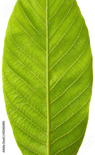 Green leaf