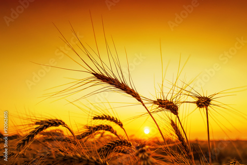 orange sunset over harvest field