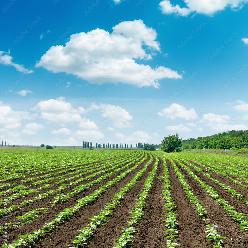 spring field with little sunflower under clouds in blue sky spring field with little sunflower under clouds in blue sky