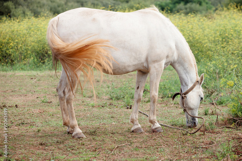 White horse in the meadow grazing