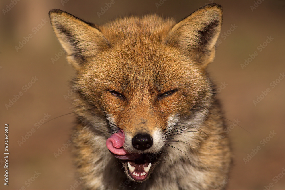 Fototapeta premium Red fox portrait