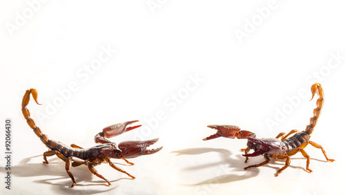 Two Scorpions