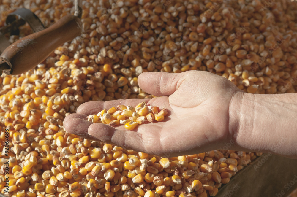 Fototapeta premium Mais, (Zea mays)