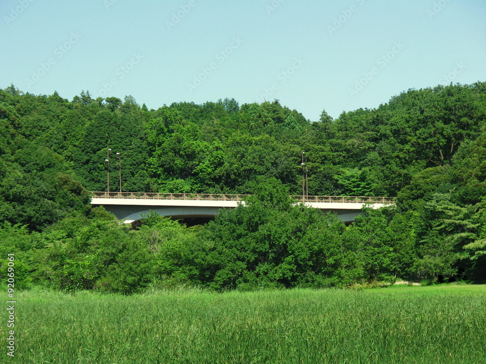 橋のある初夏の林風景 橋のある初夏の林風景