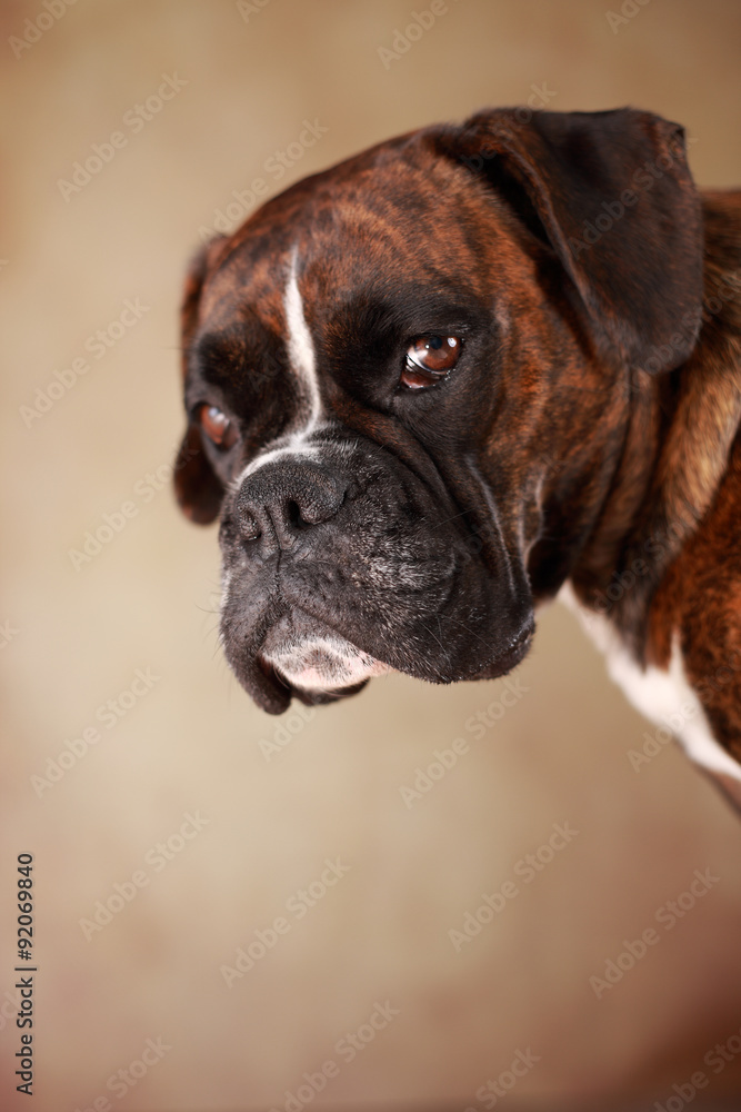 Boxerportrait