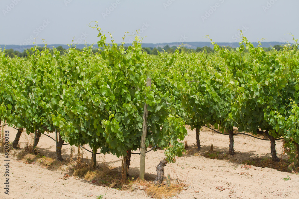 vineyard in spring in Portugal