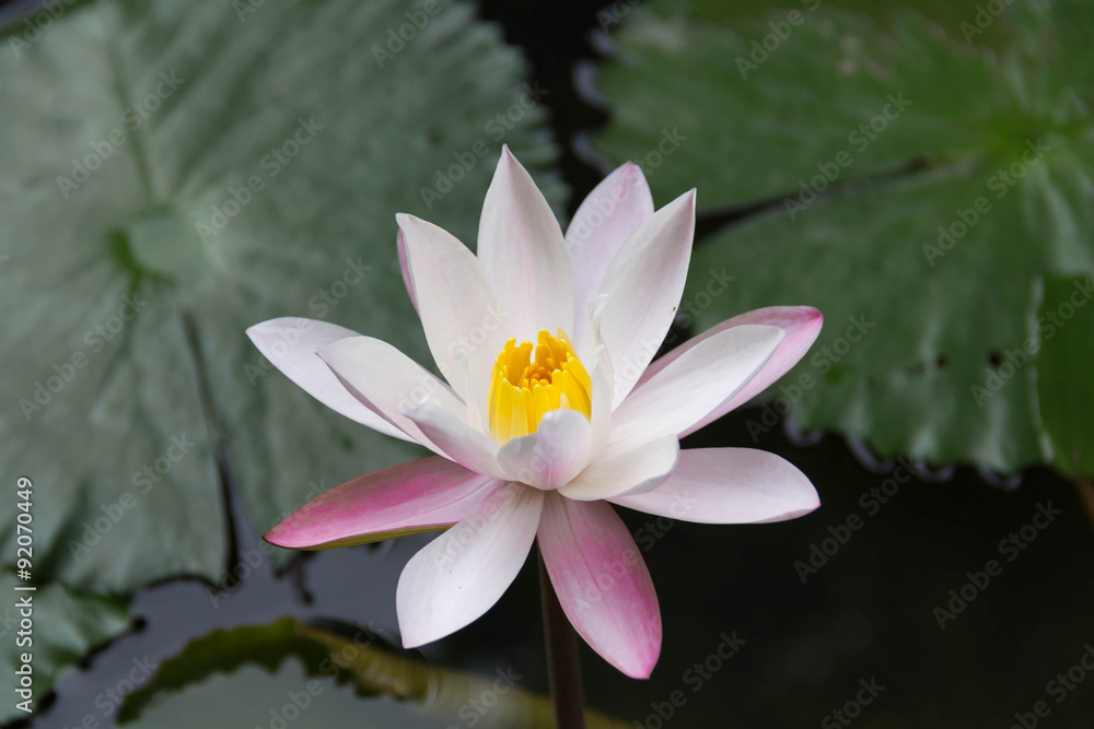 White and purple lotus on the water White and purple lotus on the water